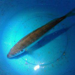 数釣り　アジ編